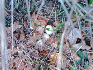 IMG_20260325_171444_944.jpg